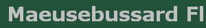 Maeusebussard Flug