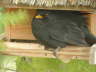 Amsel
