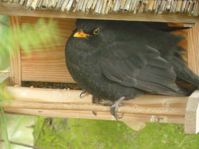 Amsel