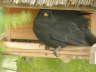 Amsel
