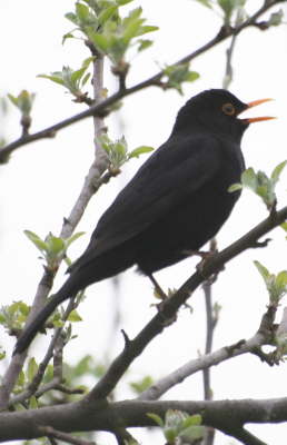 Amsel