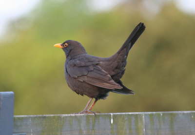 Amsel