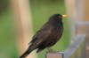Amsel