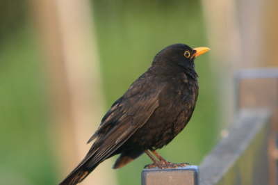 Amsel