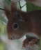 Eichhoernchen