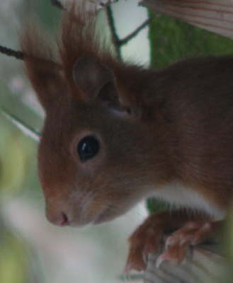 Eichhoernchen