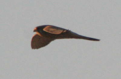 Maeusebussard Flug3