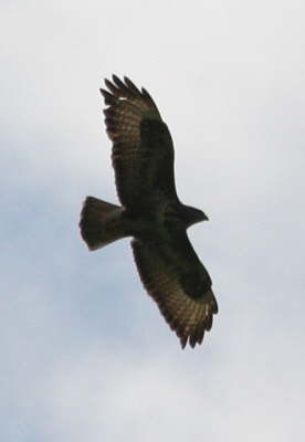 Maeusebussard Flug
