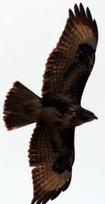 M�userbussard Flug