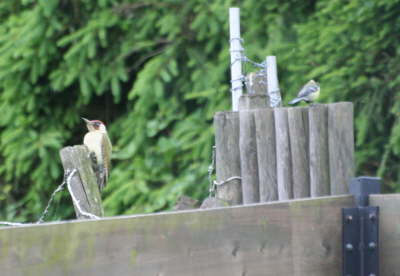 Gruenspecht mit Meise