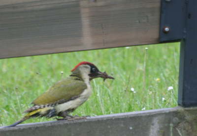 Gruenspecht mit Dreck