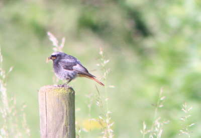 Hausrotschwanz mit Futter