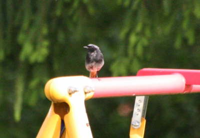 Hausrotschwanz auf Schaukel