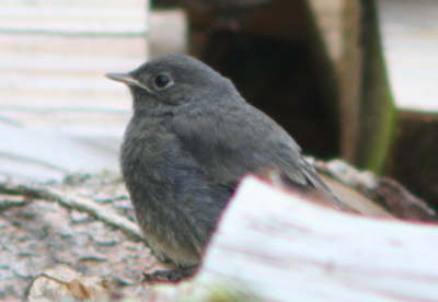 Hausrotschwanz Junges