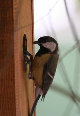 Kohlmeise beim fuettern