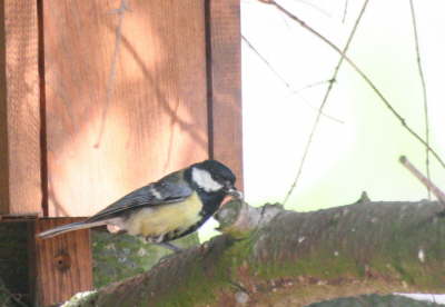 Kohlmeise mit Futter