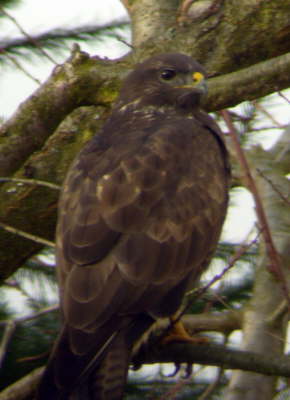 Maeusebussard
